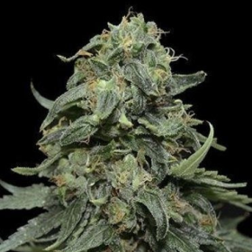 Kabul Express - KALASHNIKOV SEEDS | TanieSianie.pl