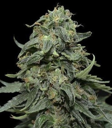 Kabul Express - KALASHNIKOV SEEDS | TanieSianie.pl