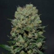 Kalashnikov Express - KALASHNIKOV SEEDS | TanieSianie.pl