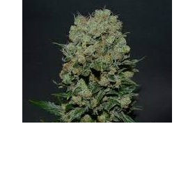 Kalashnikov Express - KALASHNIKOV SEEDS | TanieSianie.pl
