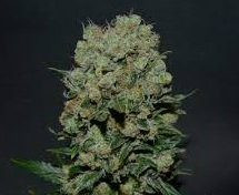 Kalashnikov Express - KALASHNIKOV SEEDS | TanieSianie.pl