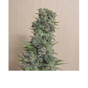 Kalashnikov Original - KALASHNIKOV SEEDS | TanieSianie.pl