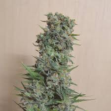Kalashnikov Original - KALASHNIKOV SEEDS | TanieSianie.pl