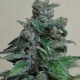 Moscow Blueberry - KALASHNIKOV SEEDS | TanieSianie.pl