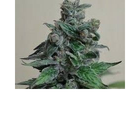 Moscow Blueberry - KALASHNIKOV SEEDS | TanieSianie.pl