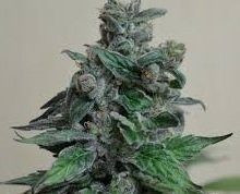 Moscow Blueberry - KALASHNIKOV SEEDS | TanieSianie.pl