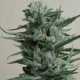 Siberian Haze - KALASHNIKOV SEEDS | TanieSianie.pl