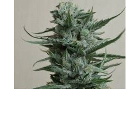 Siberian Haze - KALASHNIKOV SEEDS | TanieSianie.pl