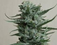 Siberian Haze - KALASHNIKOV SEEDS | TanieSianie.pl