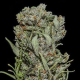 White Critical Express - KALASHNIKOV SEEDS | TanieSianie.pl