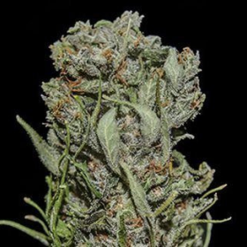 White Critical Express - KALASHNIKOV SEEDS | TanieSianie.pl