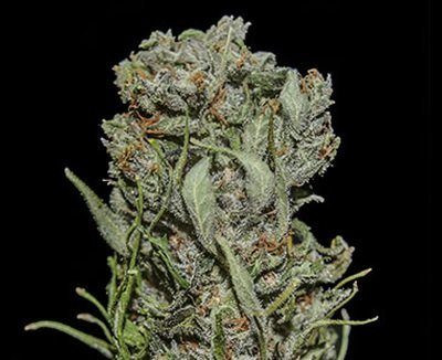 White Critical Express - KALASHNIKOV SEEDS | TanieSianie.pl