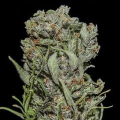 White Critical Express - KALASHNIKOV SEEDS