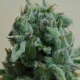 White Widow 47 - KALASHNIKOV SEEDS | TanieSianie.pl