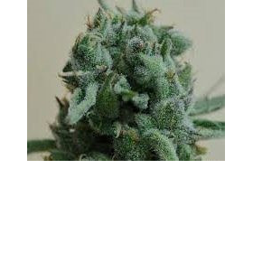 White Widow 47 - KALASHNIKOV SEEDS | TanieSianie.pl