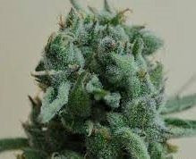 White Widow 47 - KALASHNIKOV SEEDS | TanieSianie.pl