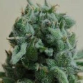 White Widow 47 - KALASHNIKOV SEEDS