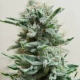 AK Skunk Auto - KALASHNIKOV SEEDS | TanieSianie.pl