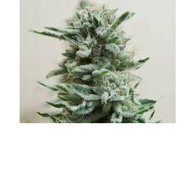 AK Skunk Auto - KALASHNIKOV SEEDS | TanieSianie.pl
