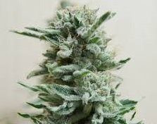 AK Skunk Auto - KALASHNIKOV SEEDS | TanieSianie.pl