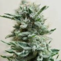 AK Skunk Auto - KALASHNIKOV SEEDS