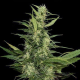 Amur Giant Auto - KALASHNIKOV SEEDS | TanieSianie.pl