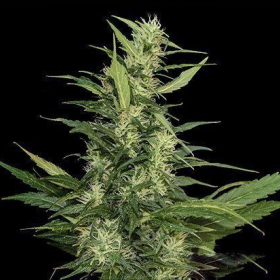 Amur Giant Auto - KALASHNIKOV SEEDS | TanieSianie.pl