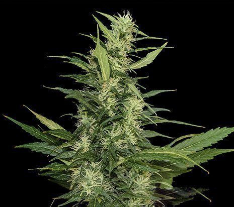Amur Giant Auto - KALASHNIKOV SEEDS | TanieSianie.pl