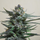 Blue Acid Auto - KALASHNIKOV SEEDS | TanieSianie.pl