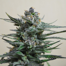 Blue Acid Auto - KALASHNIKOV SEEDS | TanieSianie.pl