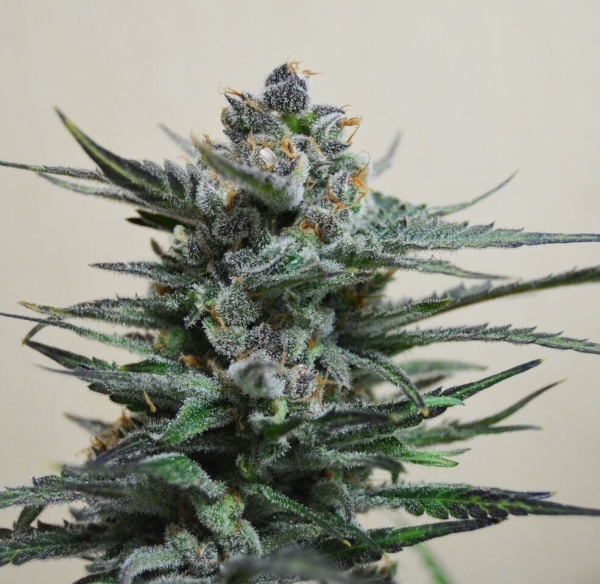 Blue Acid Auto - KALASHNIKOV SEEDS | TanieSianie.pl