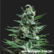 Moscow Blueberry Auto - KALASHNIKOV SEEDS | TanieSianie.pl