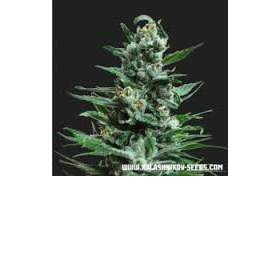 Moscow Blueberry Auto - KALASHNIKOV SEEDS | TanieSianie.pl