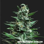 Moscow Blueberry Auto - KALASHNIKOV SEEDS | TanieSianie.pl