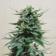 Northern Russian Auto - KALASHNIKOV SEEDS | TanieSianie.pl