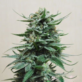 Northern Russian Auto - KALASHNIKOV SEEDS | TanieSianie.pl