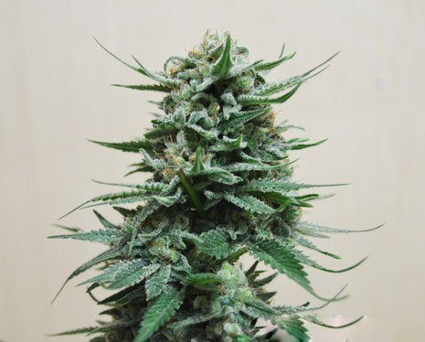 Northern Russian Auto - KALASHNIKOV SEEDS | TanieSianie.pl