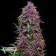 Purple Mazar Auto - KALASHNIKOV SEEDS | TanieSianie.pl