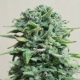 Siberian Haze Auto - KALASHNIKOV SEEDS | TanieSianie.pl