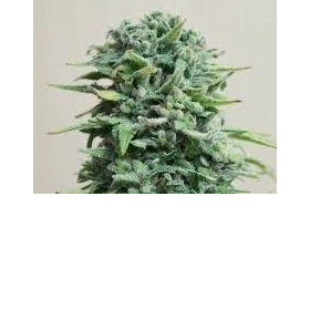 Siberian Haze Auto - KALASHNIKOV SEEDS | TanieSianie.pl