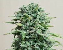 Siberian Haze Auto - KALASHNIKOV SEEDS | TanieSianie.pl