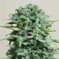 Siberian Haze Auto - KALASHNIKOV SEEDS