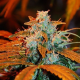 Auto Blueberry - G13 LABS | TanieSianie.pl