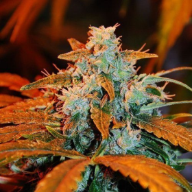 Auto Blueberry - G13 LABS | TanieSianie.pl