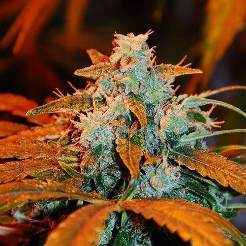 Auto Blueberry - G13 LABS | TanieSianie.pl
