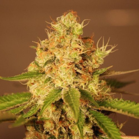 Auto Diesel - G13 LABS | TanieSianie.pl