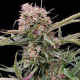 Auto Gigabud - G13 LABS | TanieSianie.pl