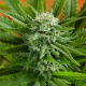 Auto Pineapple Express - G13 LABS | TanieSianie.pl