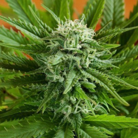 Auto Pineapple Express - G13 LABS | TanieSianie.pl