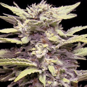 Blue Cindy - G13 LABS | TanieSianie.pl